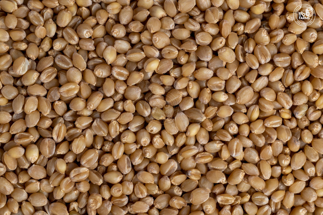 Whole Wheat Paigambari OOO Farms Whole Wheat Paigambari
