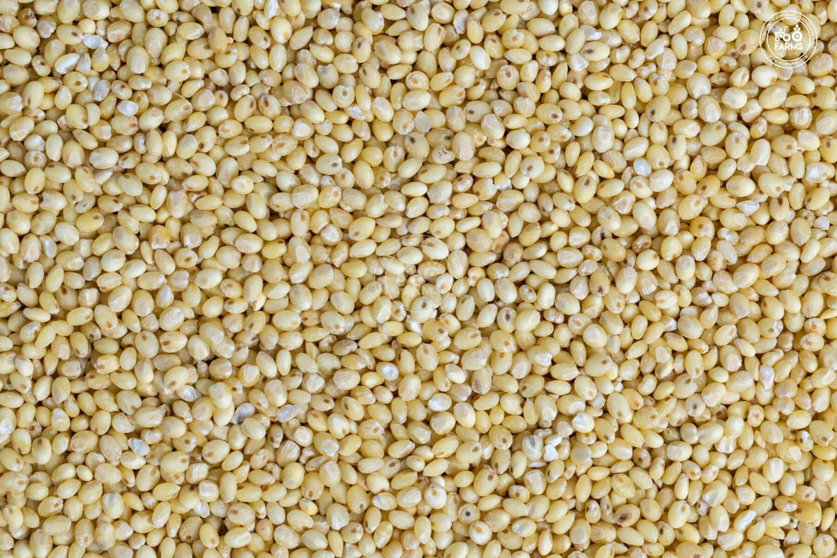 OOO Farms Proso Millet