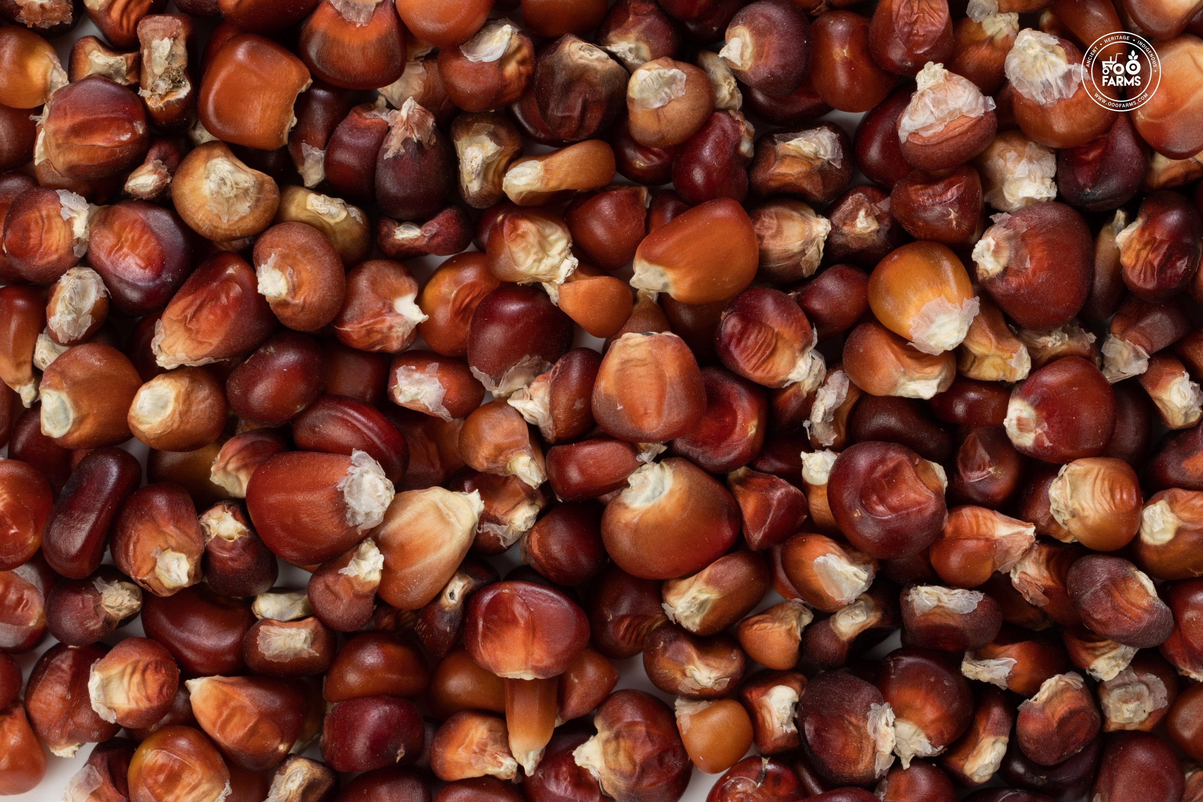 Red Corn Whole
