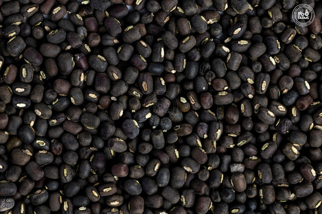 Whole Black Gram OOO Farms Whole Black Gram with Cover