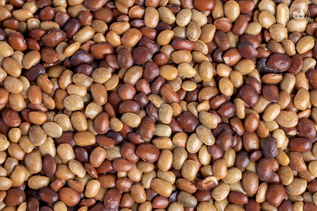 Whole Dongar Horsegram OOO Farms Whole Dongar Horsegram